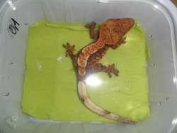 RHACODACTYLUS CILIATUS - Pagekon řasnatý - samičky